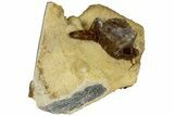 Honey Colored Barite Crystals On Fluorescent Calcite - Elk Creek #227767-1